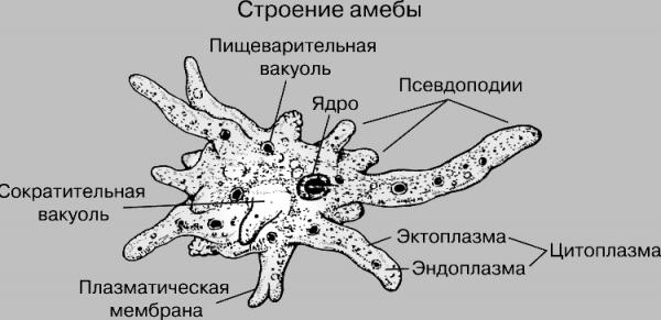 Тип Простейшие