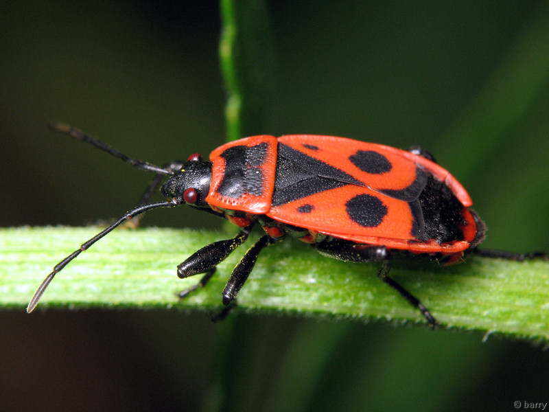 Красные насекомые. Жук красноклоп солдатик. Клоп-солдатик Pyrrhocoris. Красноклоп бескрылый ( клоп-солдатик) (Pyrrhocoris apterus). Красноклоп обыкновенный.